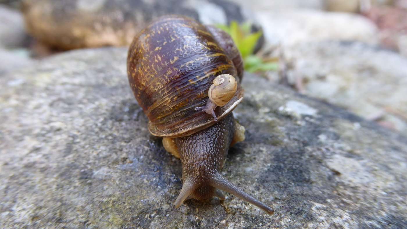 image for Tragic Love Triangle Is Sad For Lonely Rare Snail, Still Good For Science