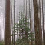 image for A 20-foot tall "sapling" on Vashon Island, Washington [OC] [2714 x 4096]