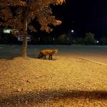 image for This fox I encountered on my school's campus while going for a walk last night