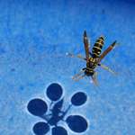 image for Shadow cast by surface tension on the wasp's legs