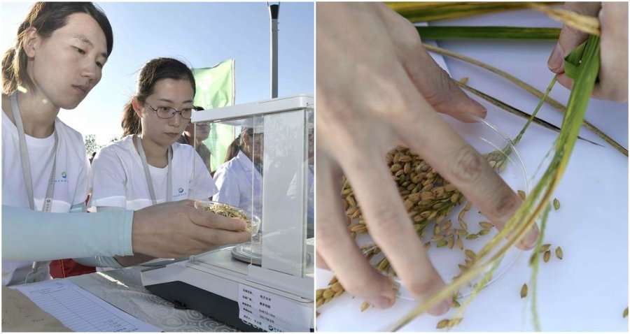 image for China Invents Rice That Can Grow in Salt Water, Can Feed Over 200 Million People