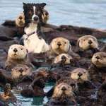 image for I see no otter way out....