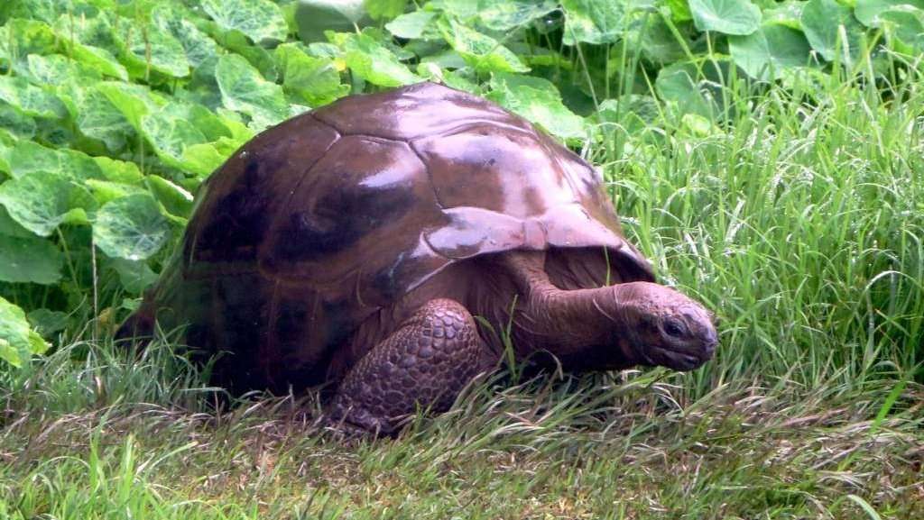 image for The world's oldest living land creature is a gay tortoise named Jonathan