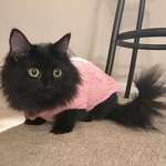 image for I told my girlfriend to not buy our kitten a sweater and then she went and bought our kitten a sweater.