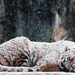 image for 🔥 Tiger sleeping in a blanket of snow 🔥