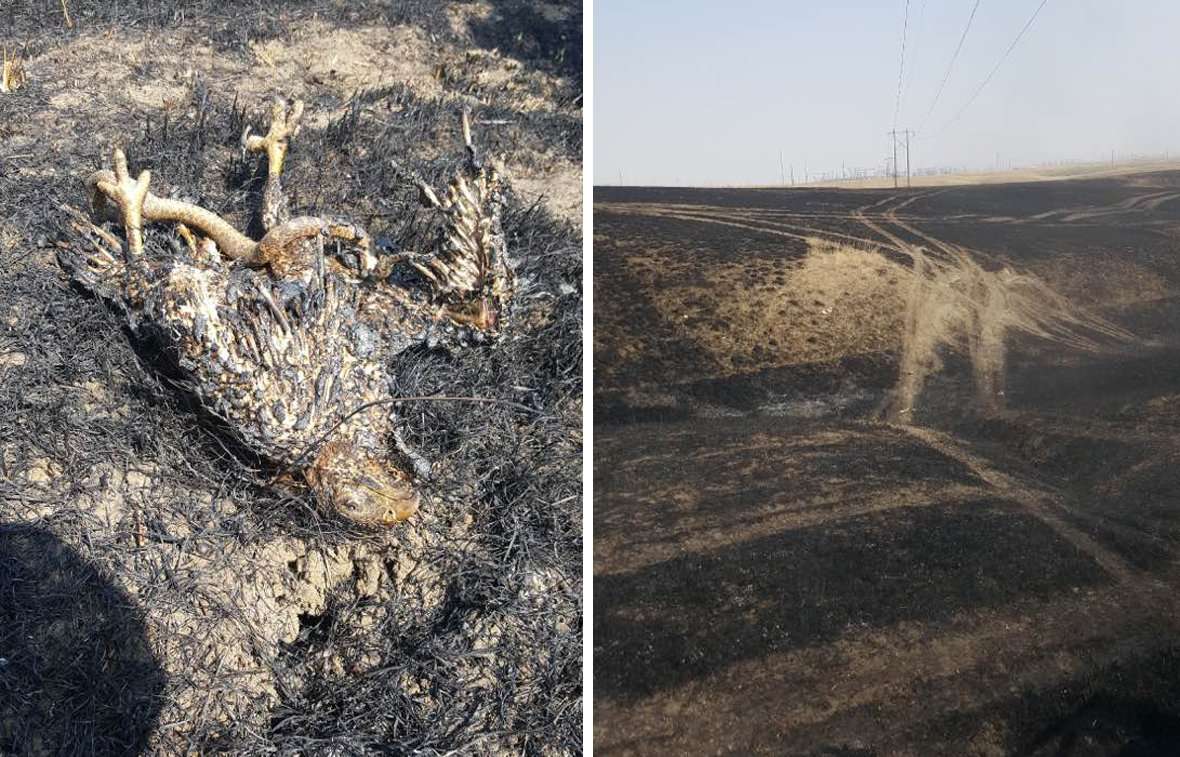 image for Charred and feathered: Hawk and snake spark 40-acre fire in Montana