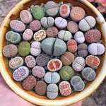 image for Lithops, Namibian and South African plants that have evolved to look like stones.