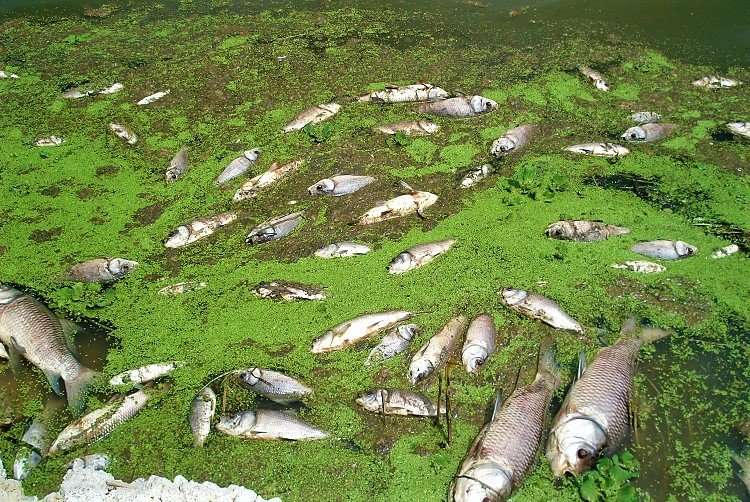image for Fish kill in Telangana's Gandigudem lake: Power supply to 14 pharma companies disconnected