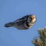 image for Owl in mid flight