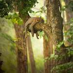 image for Leopard taking a nap in a tree 🔥