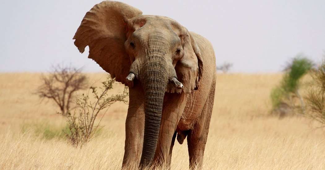 image for Mali’s Desert Elephants, on Edge of Annihilation, Get a Fighting Chance