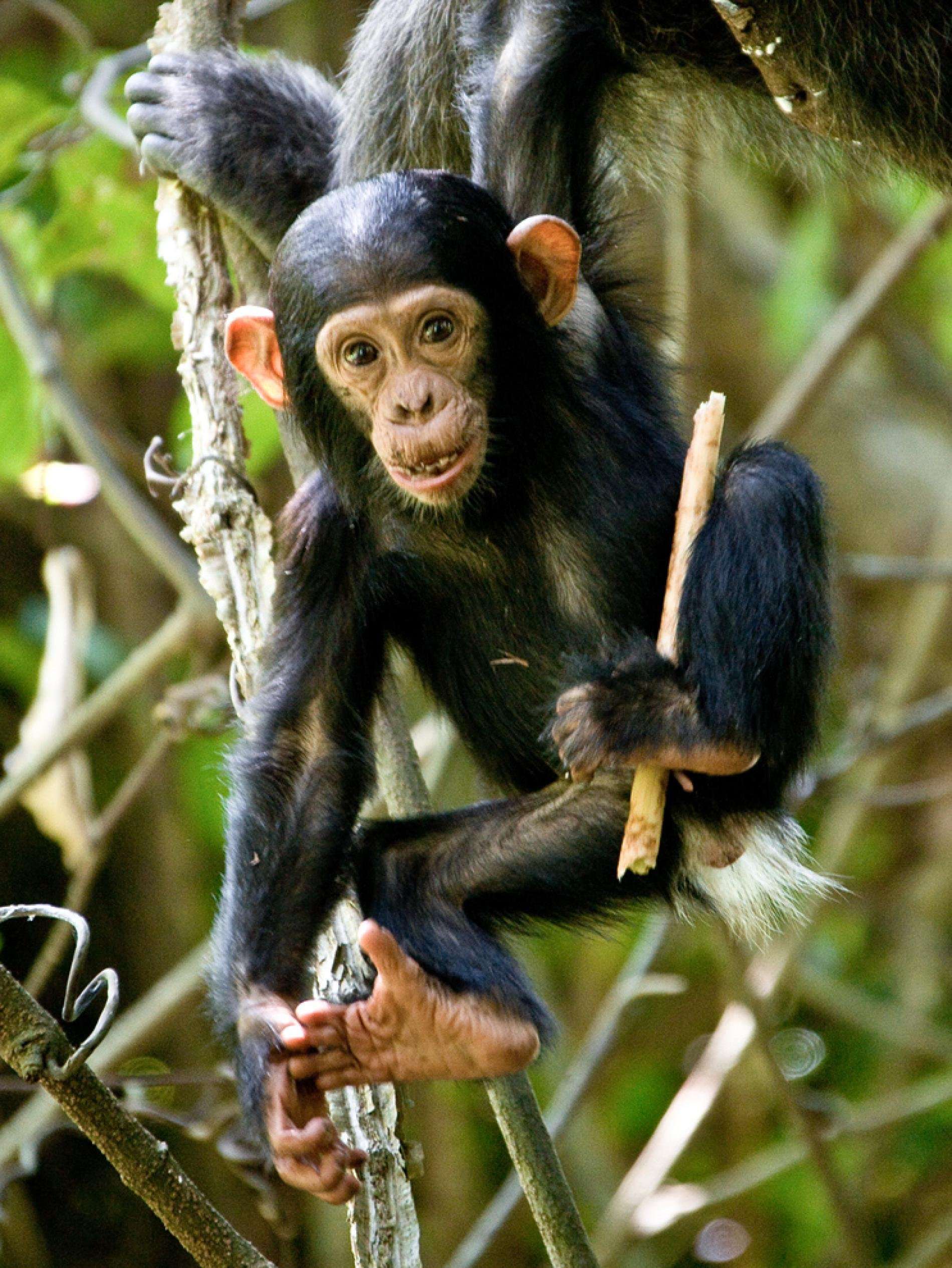 image for Chimp "Girls" Play With "Dolls" TooâFirst Wild Evidence