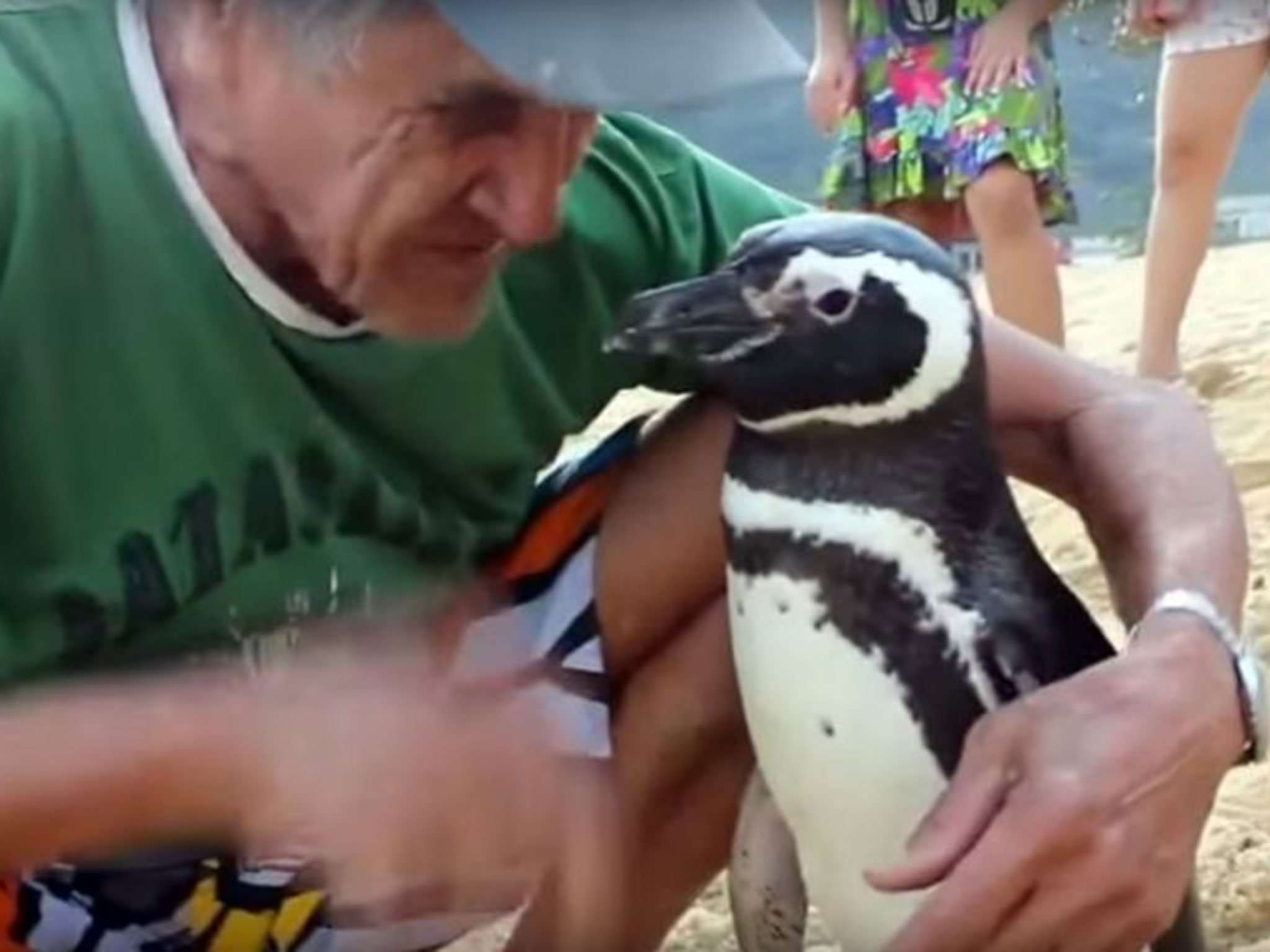 image for Meet Dindim, the penguin who returns to his human soulmate every year