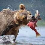 image for Bear caught a fish 🔥