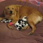 image for Not quite what we were expecting - Our foster dog and Golden Mix gave birth yesterday. To baby cows. :) She is one proud Mama.