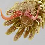 image for A mosquito's foot at 800X magnification