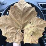 image for I found a leaf as big as the steering wheel in my car.