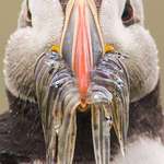 image for Puffin with a beak full of fish 🔥