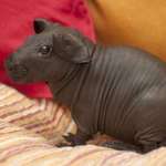 image for Hairless guinea pigs exist, and they look like miniature hippos
