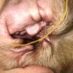 image for Donald Trump Found In A Dogs Ear
