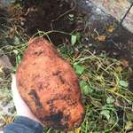 image for My dad just discovered this enormous sweet potato that had been growing on the side of our house!