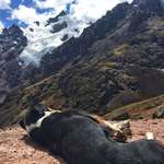 image for Recently went trekking in Peru, and despite our best efforts to convince him to stay behind, this dog followed us all the way up to 15,400 feet