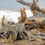 image for Elephant crushed by a fallen Baobab tree becomes meal for lionesses. Elephants denude Baobabs to get to the moisture filled wood pulp