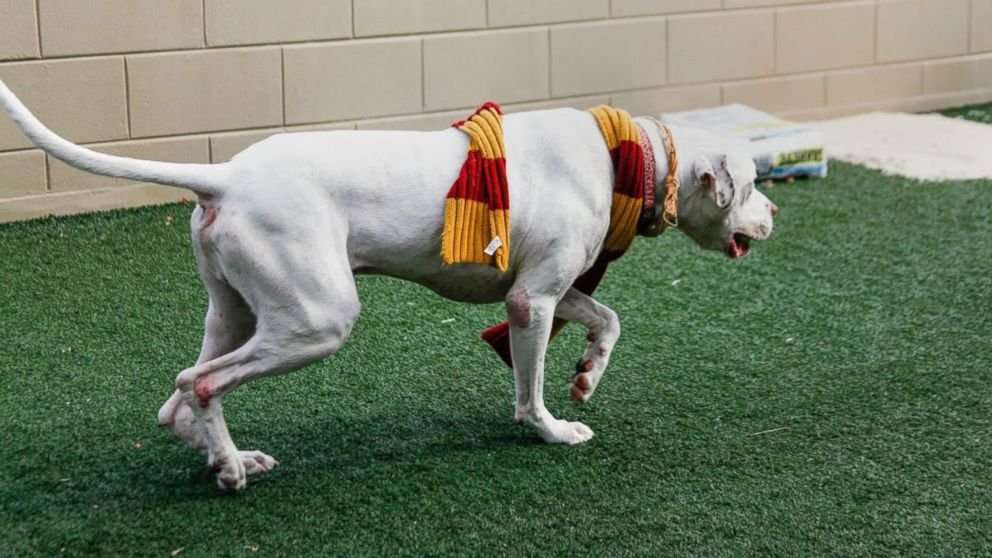 image for Gryffindogs or Hufflefluff: Animal shelter sorts dogs into Hogwarts-themed houses