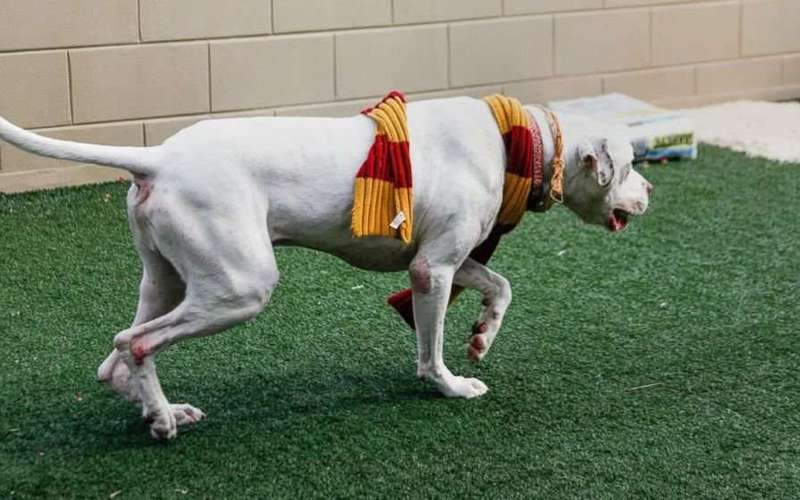 image for Gryffindogs or Hufflefluff: Animal shelter sorts dogs into Hogwarts-themed houses