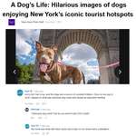 image for Ken M on dogs in New York