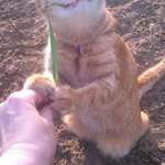 image for PsBattle: Cat enjoying a blade of grass