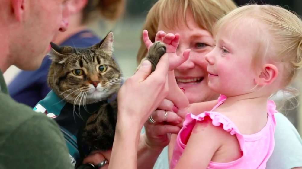image for Denver council unanimously votes to ban cat declawing