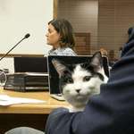 image for PsBattle: Cat attends Denver City Council meeting