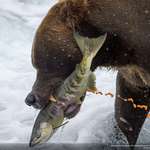 image for Brown bear with a fresh salmon catch