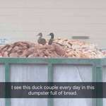 image for This duck couple hit the jackpot