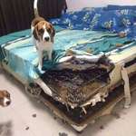 image for Beagles attempt to fix a bed