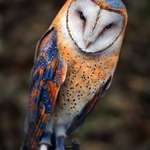 image for Pretty owl