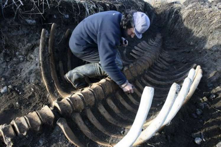 image for Extinct Stellar's Sea Cow Fossil Found In Kamchatka Region In Russia