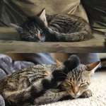 image for She was found underneath the hood of a truck with a limp paw. 7 months later she still naps like this.