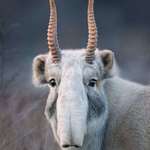 image for PsBattle: A Saiga Antelope