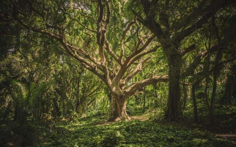 image for 10 of the Oldest Living Trees in the World