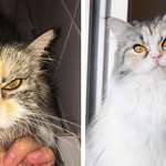 image for Beautiful cat gets a second chance at life