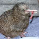 image for The kiwi lays the biggest egg in proportion to it's size of any bird in the world. After the egg hatches, the parents soon abandon their young as they're precocial and can fend for themselves. There are 5 species of kiwi, all of which are at the risk of extinction.
