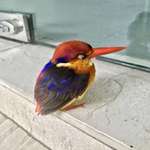 image for The Oriental Dwarf Kingfisher is pretty 🔥🔥