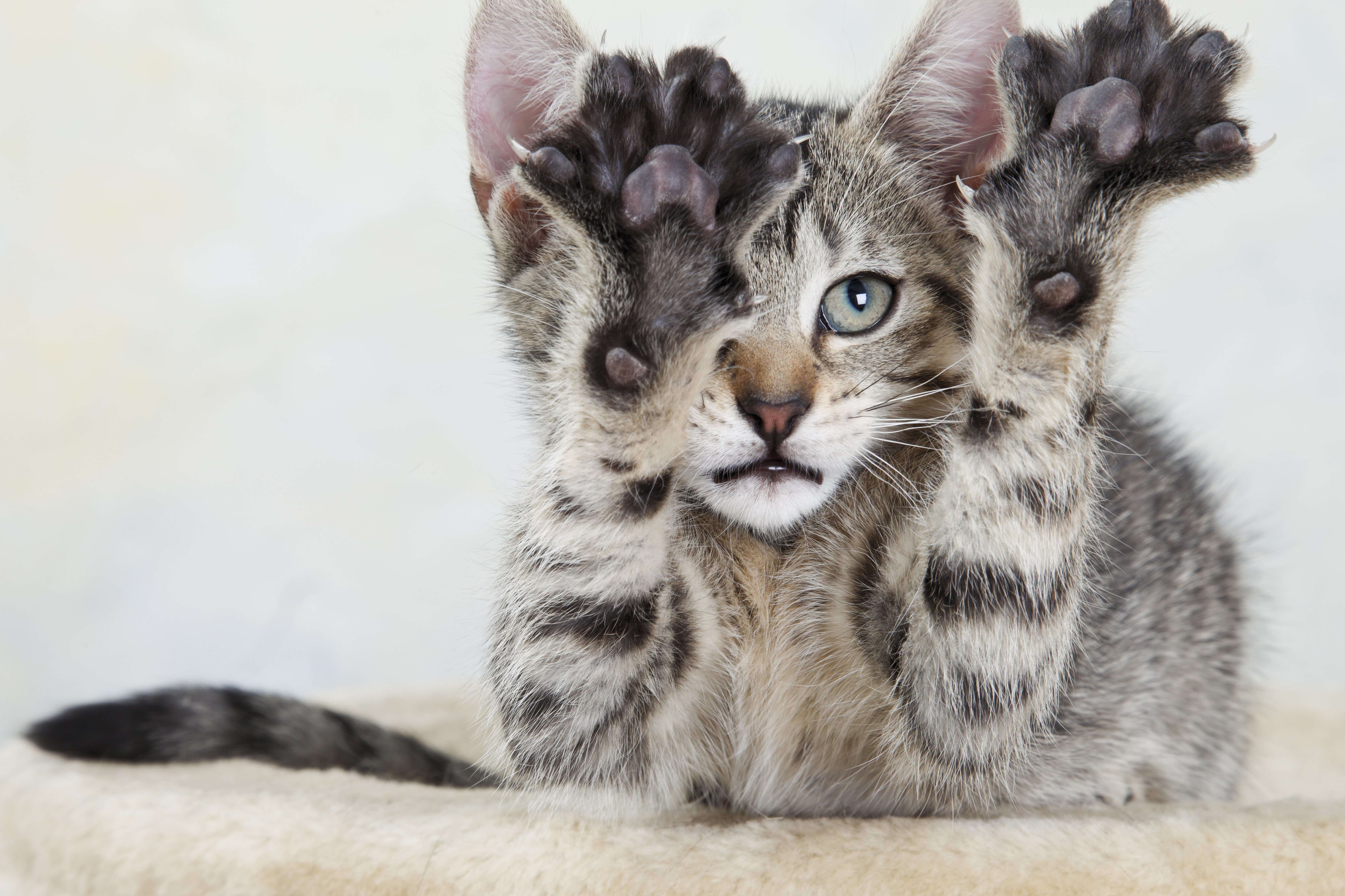 image for It's Now Illegal to Declaw a Cat in Denver