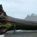 image for Photographer found himself dwarfed by driftwood on the beach.