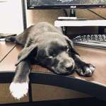 image for My friend’s colleague brought her new puppy to work today.