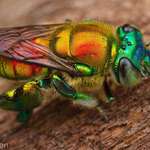 image for 🔥 The orchid bee is fucking 🔥