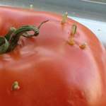 image for These seeds germinating out of a tomato.