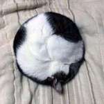 image for Perfect Circle Cat Croissant (X-Post r/cats)